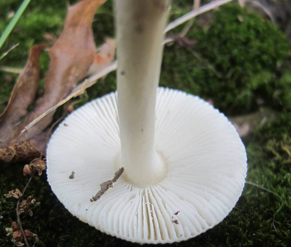Amanita minutula image