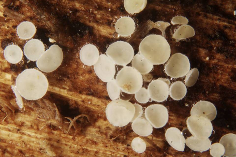 Lachnum brevipilosum image