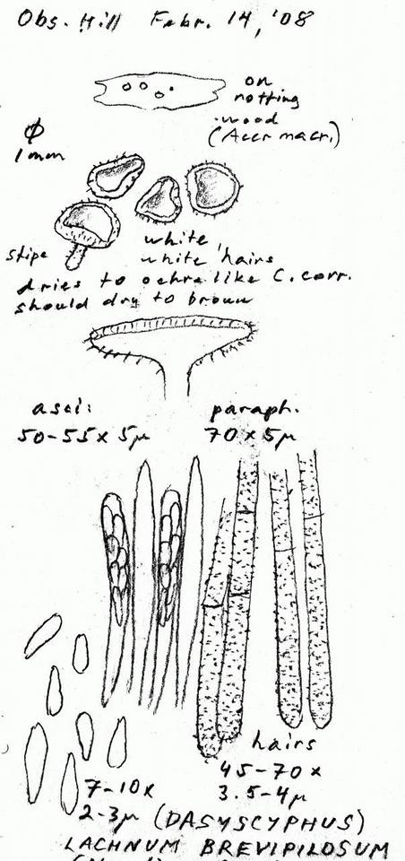 Lachnum brevipilosum image