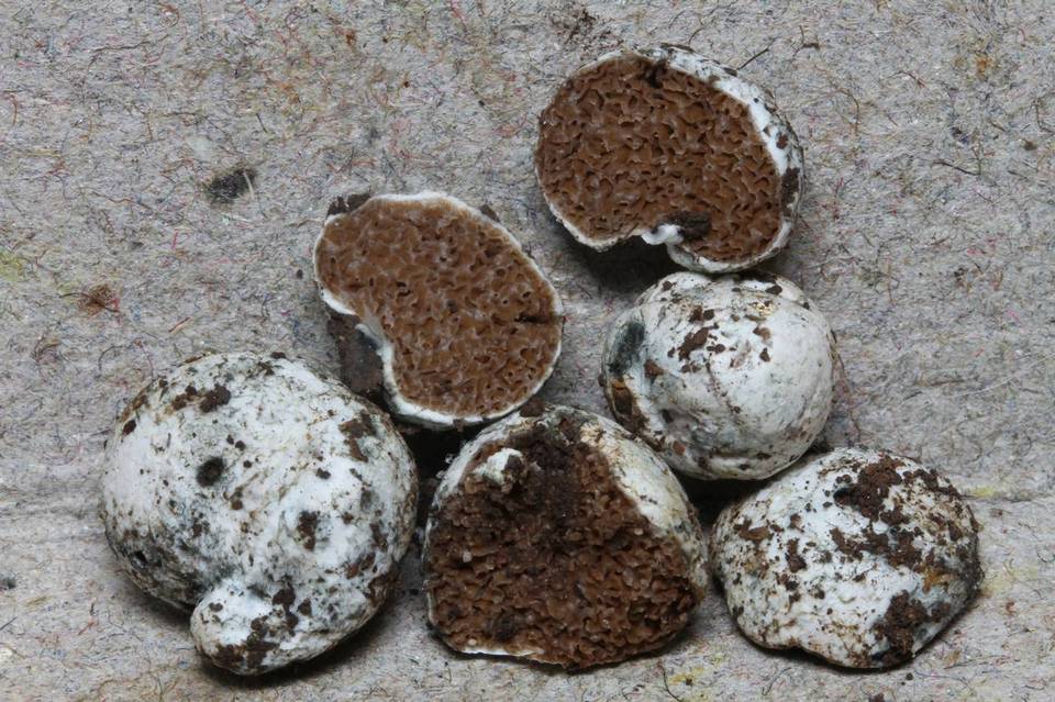 Timgrovea subtropica image