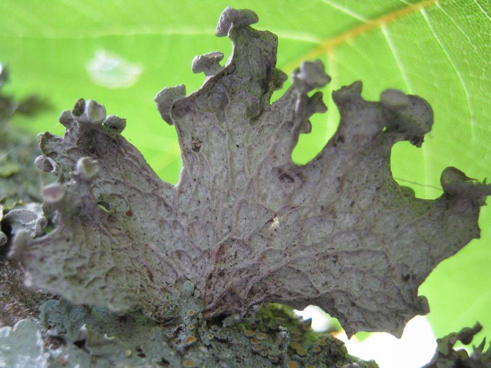 Ramalina sinensis image