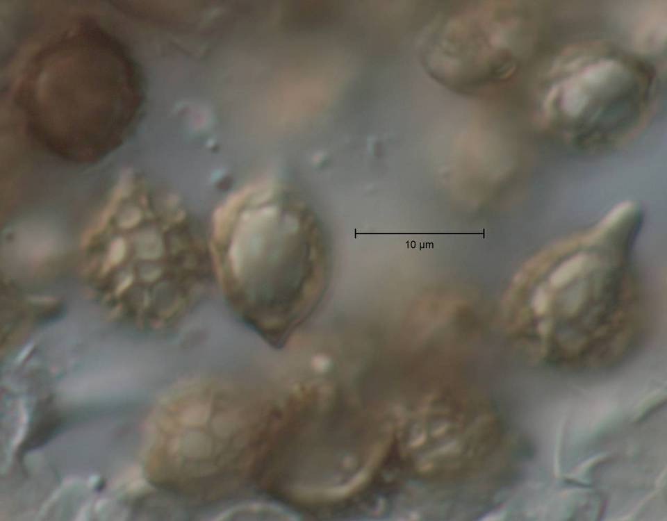 Timgrovea subtropica image