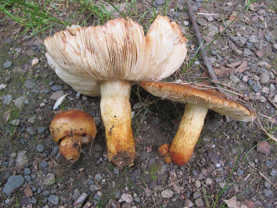 Russula mutabilis image
