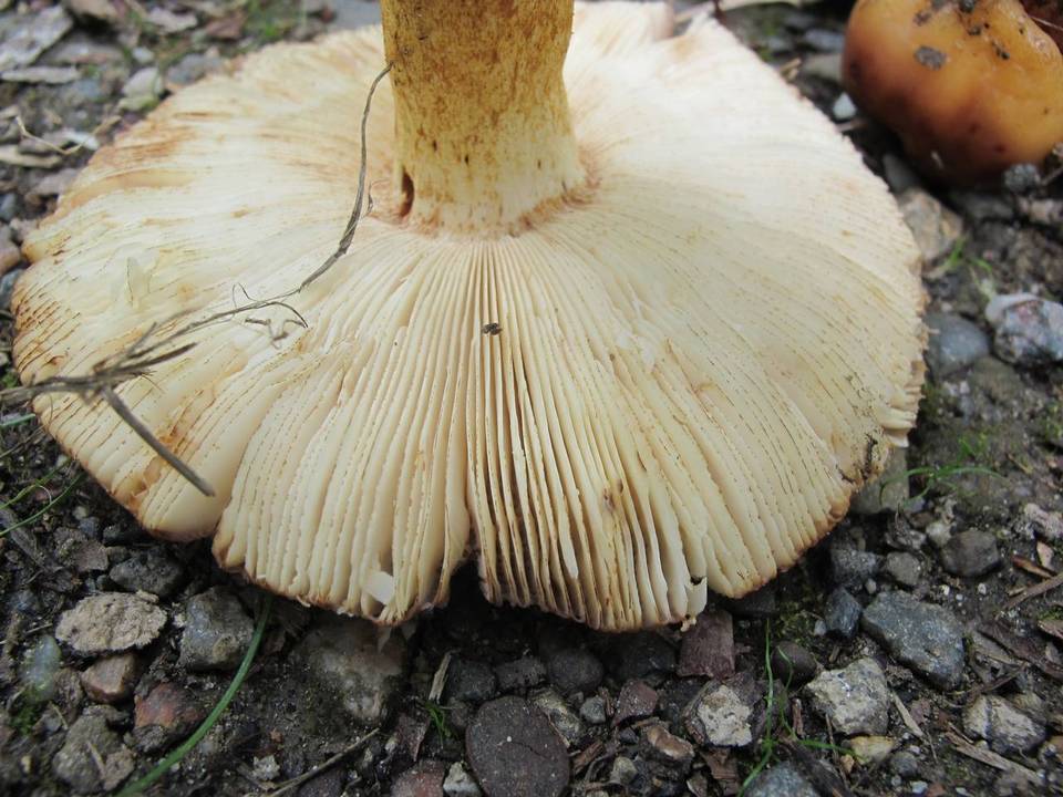 Russula mutabilis image
