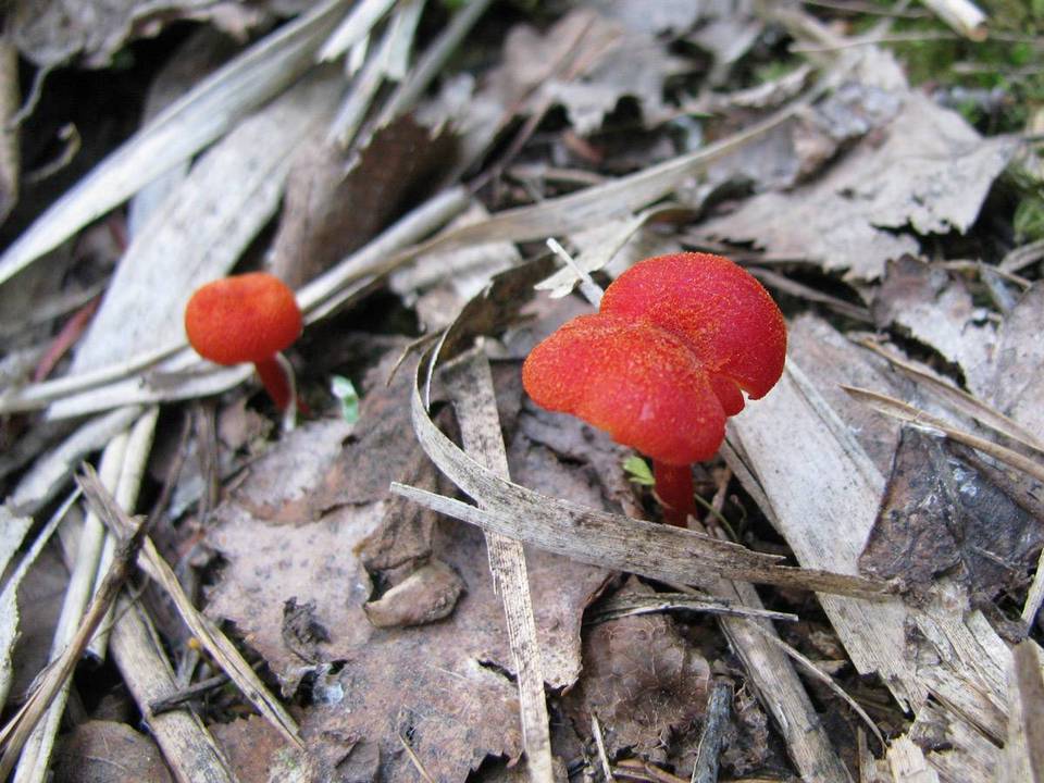 Hygrocybe helobia image