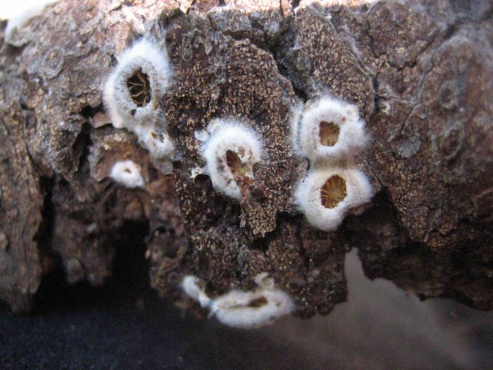 Crepidotus fimbriatus image