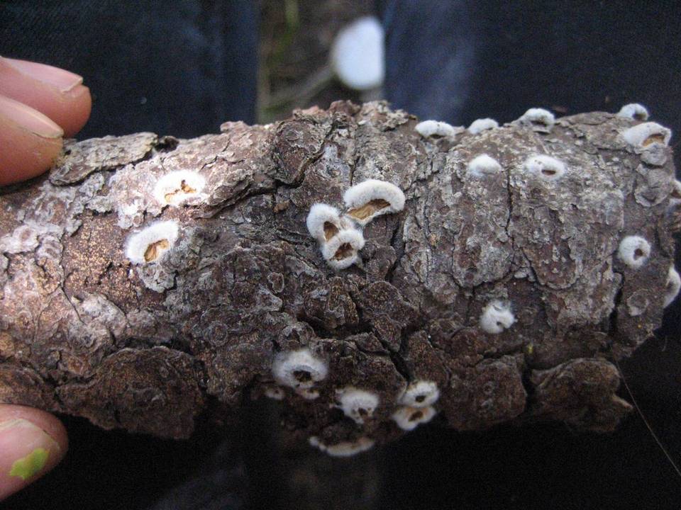 Crepidotus fimbriatus image