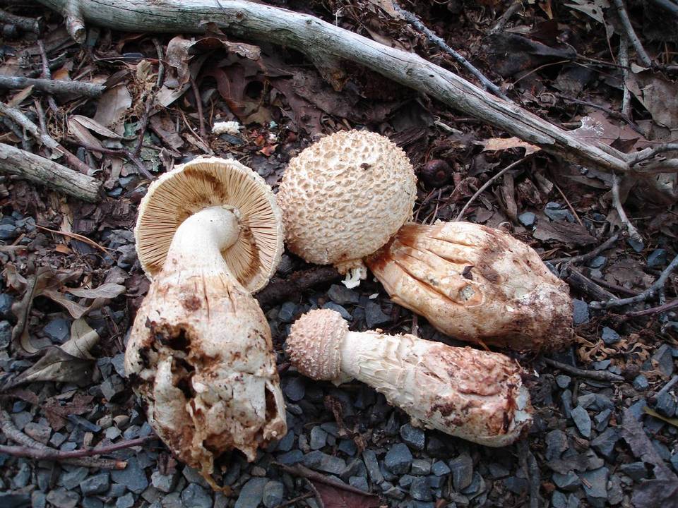 Amanita ravenelii image