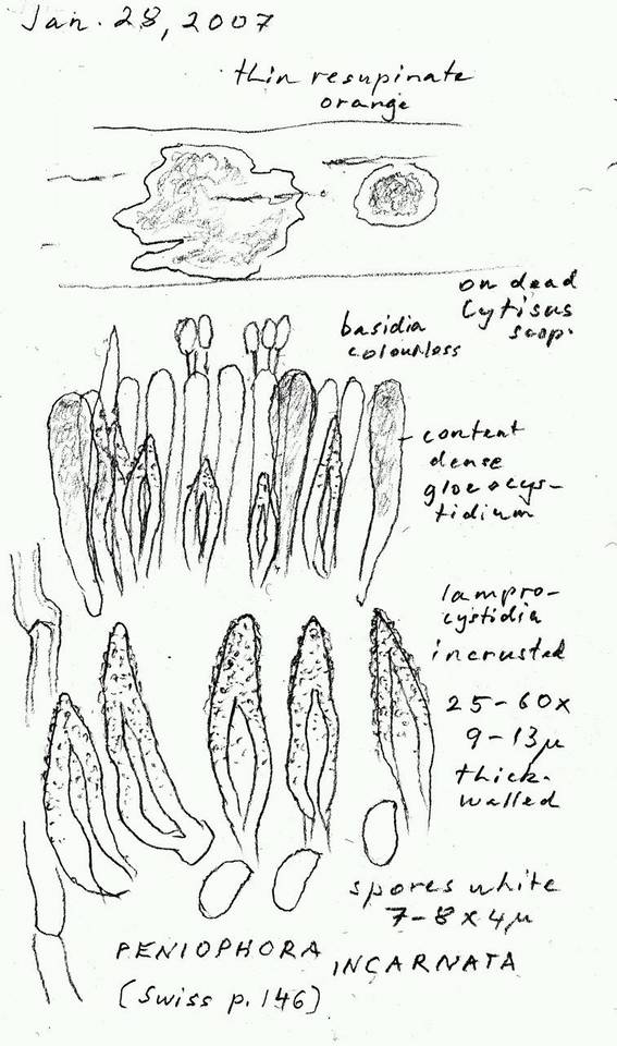 Peniophora incarnata image
