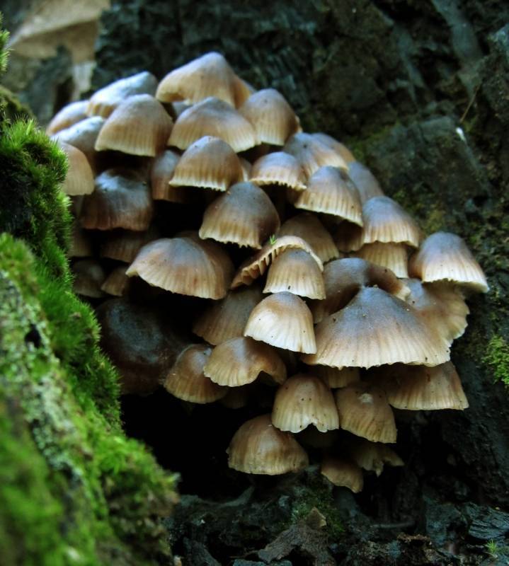 Mycena yuulongicola image