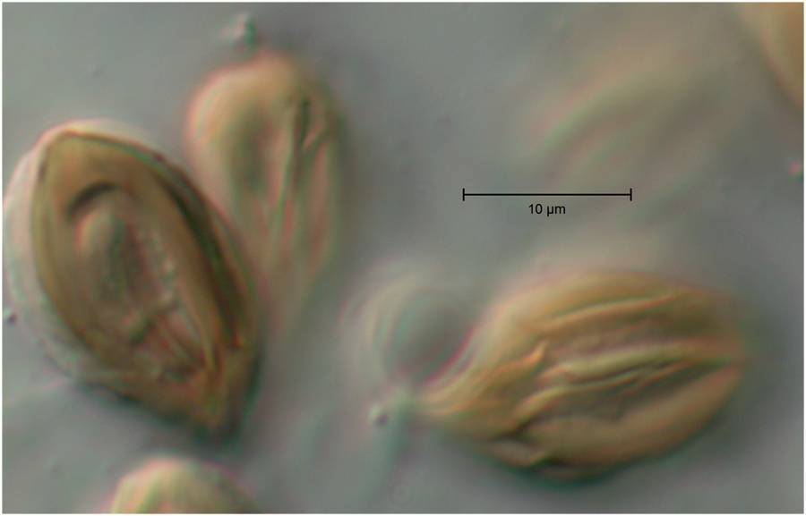 Austrogautieria clelandii image