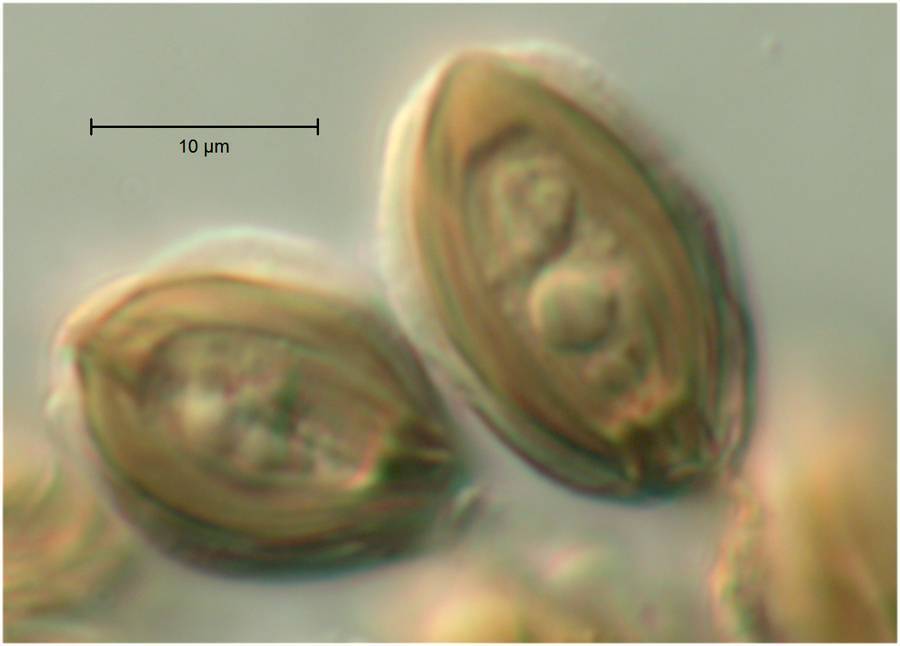 Austrogautieria image