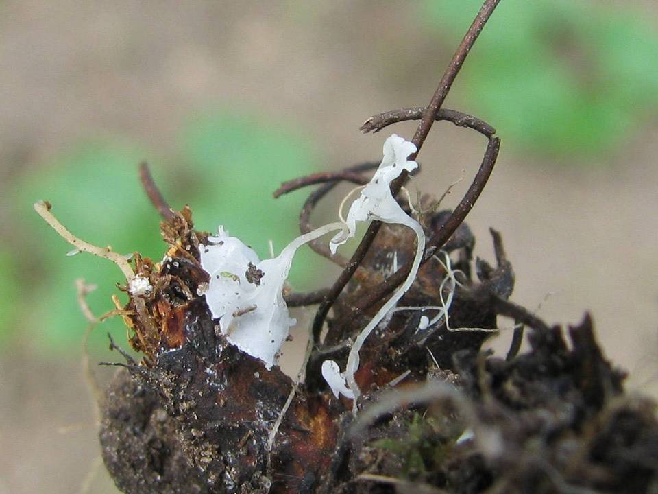 Hemimycena epichloë image