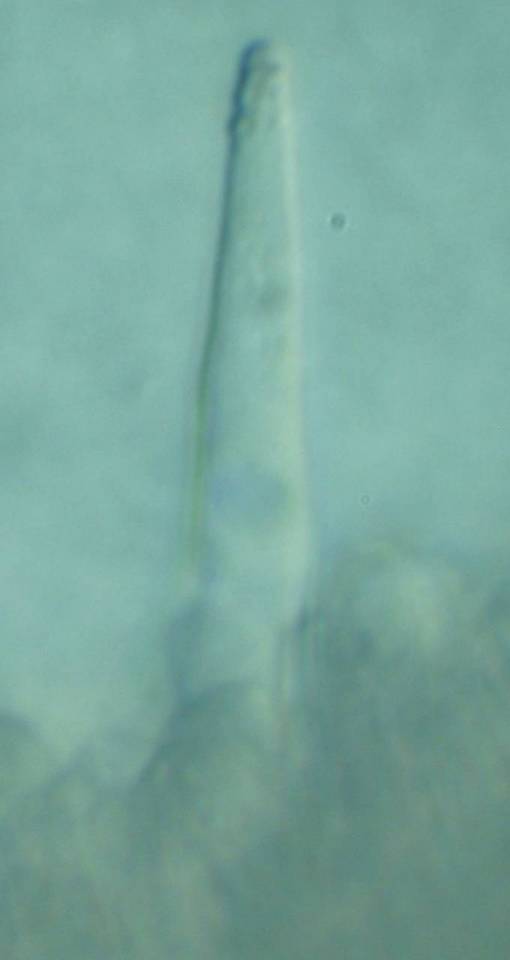 Melanoleuca verrucipes image