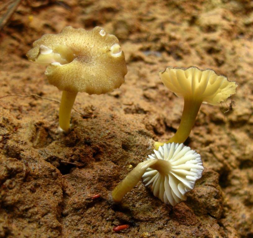 Hygrocybe melleofusca image