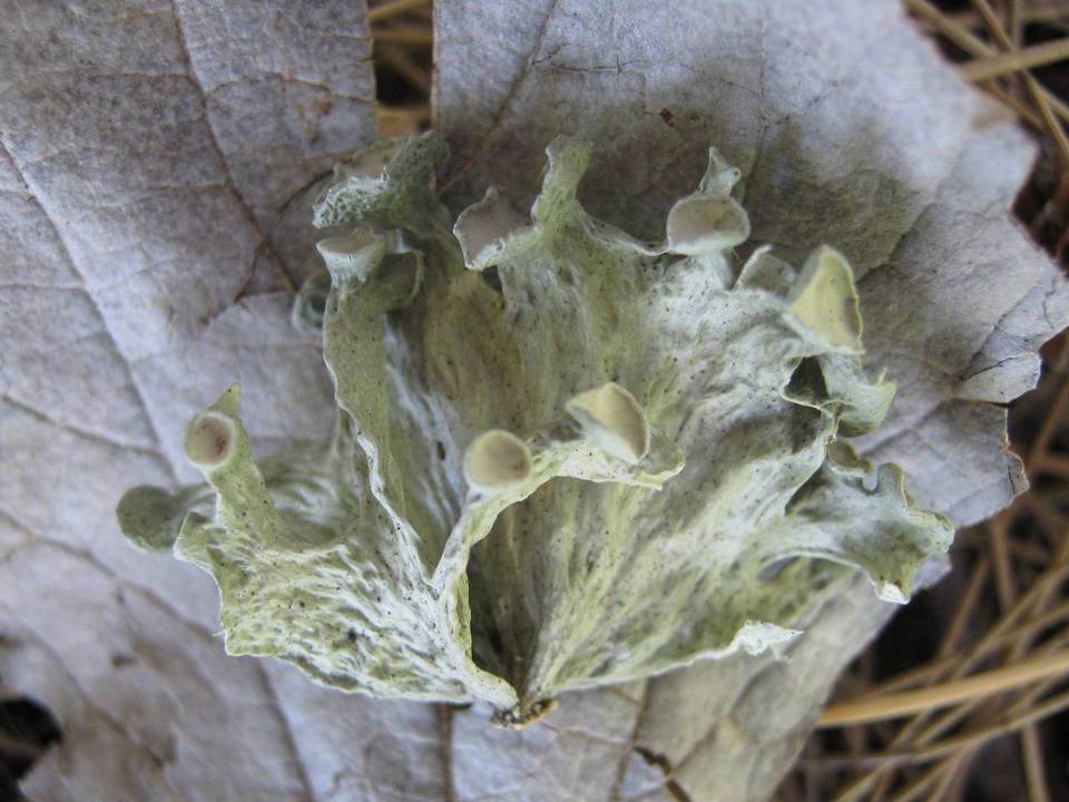 Ramalina sinensis image