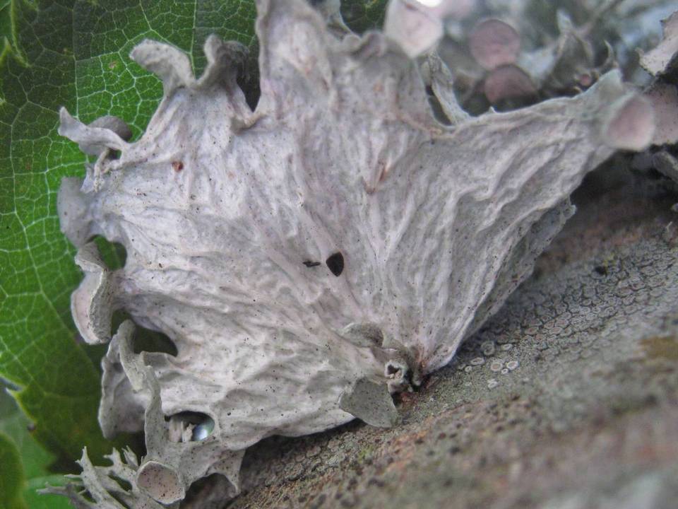Ramalina sinensis image