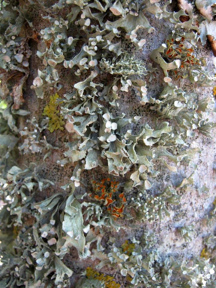 Ramalina sinensis image