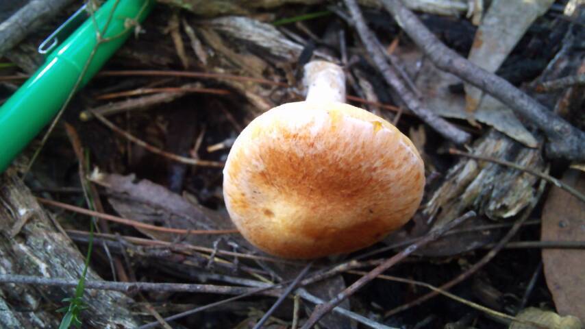 Gymnopilus allantopus image