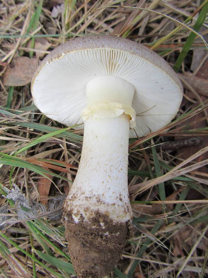 Amanita luteolovelata image