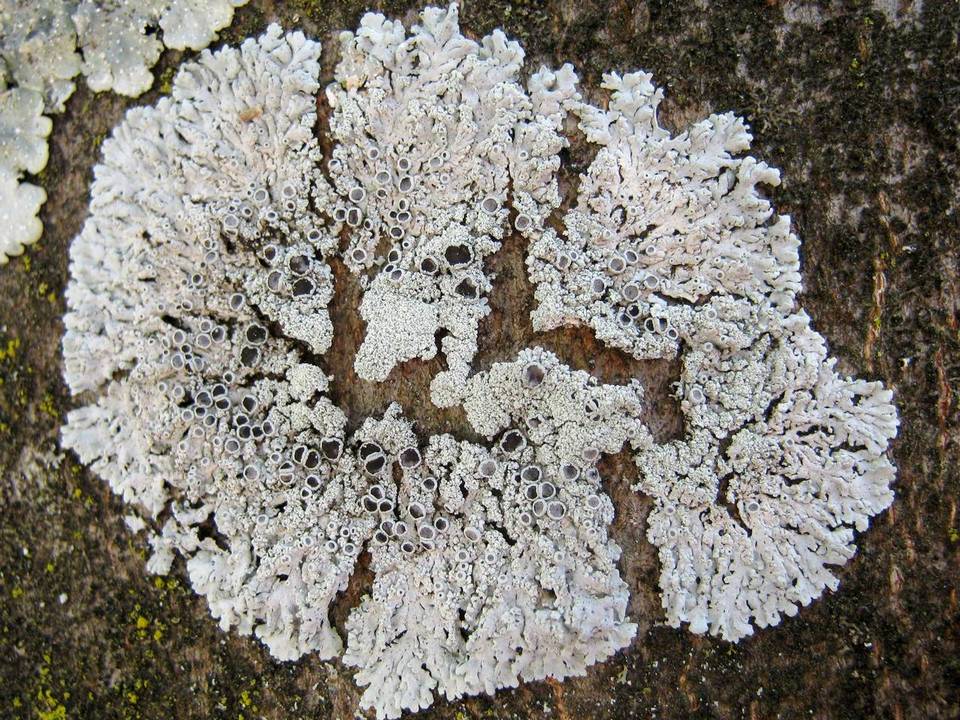 Physcia clementei image