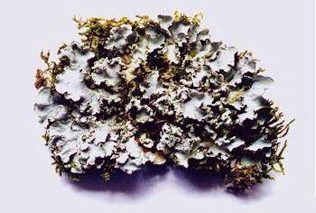 Parmotrema menyamyaense image