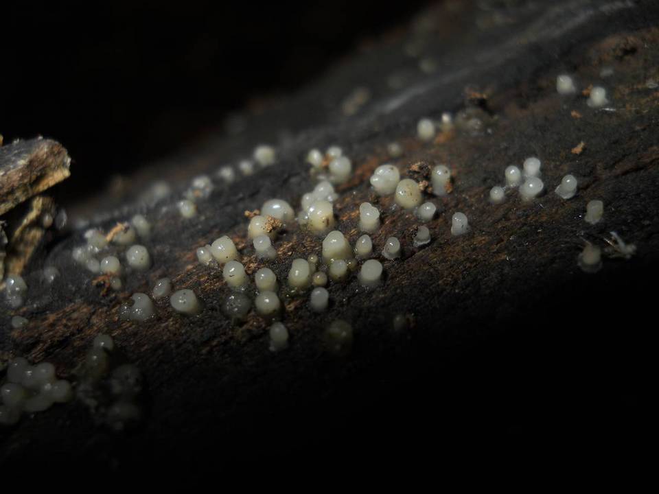 Helicogloea compressa image