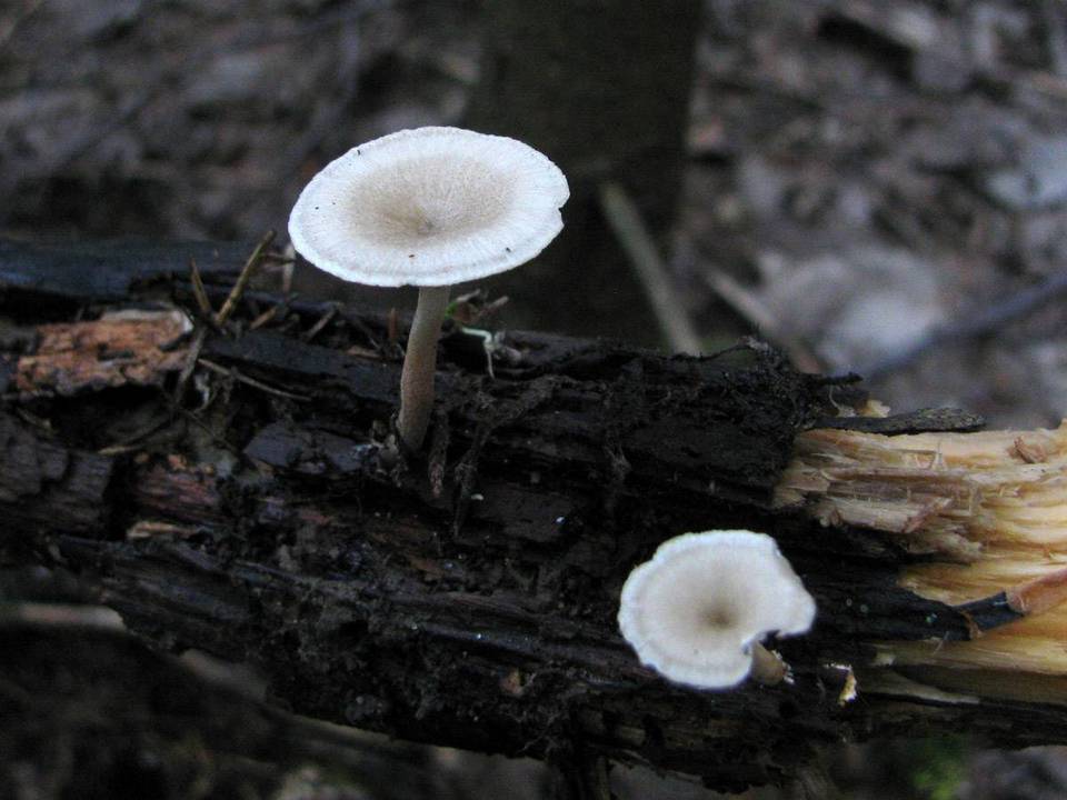 Polyporus tubaeformis image