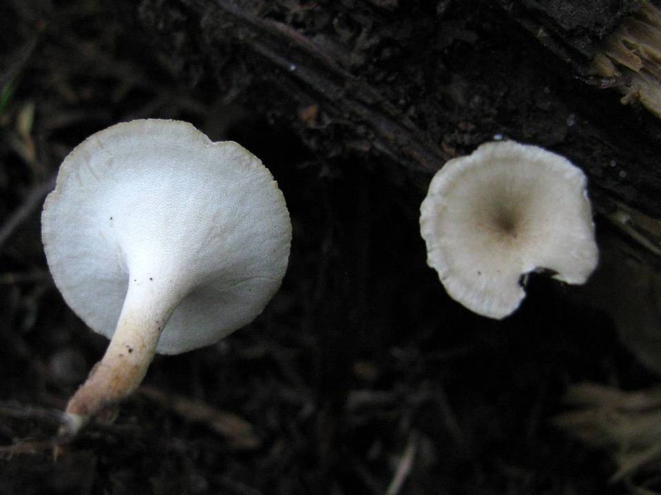 Polyporus tubaeformis image