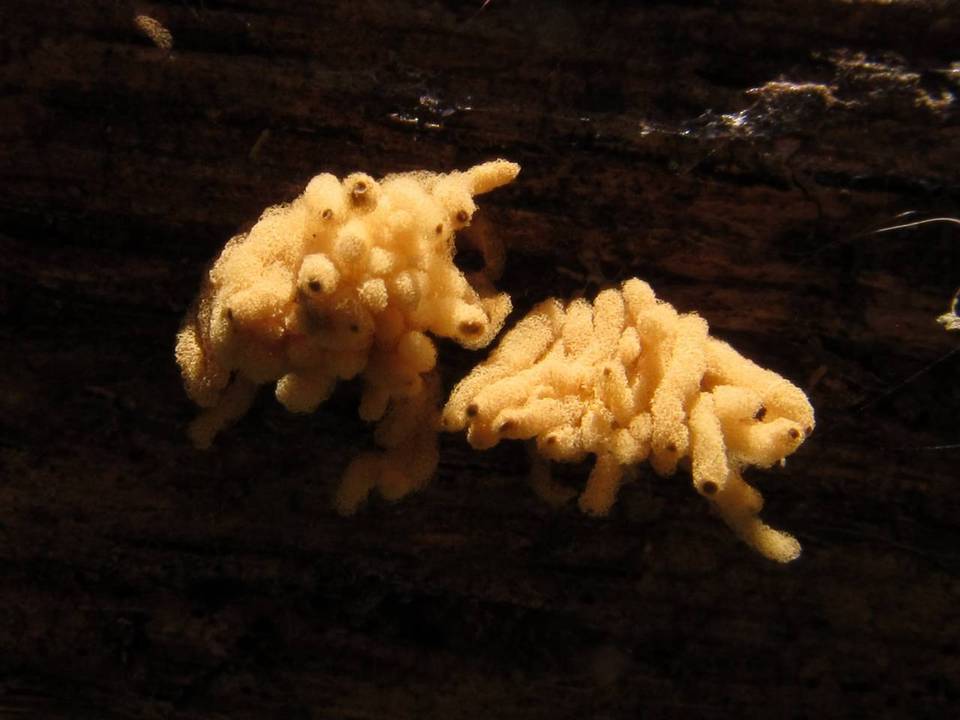 Arcyria obvelata image