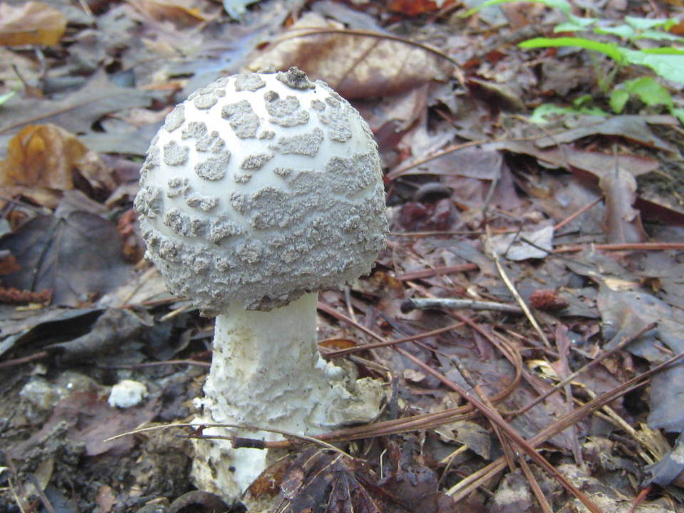 Amanita cinereopannosa image