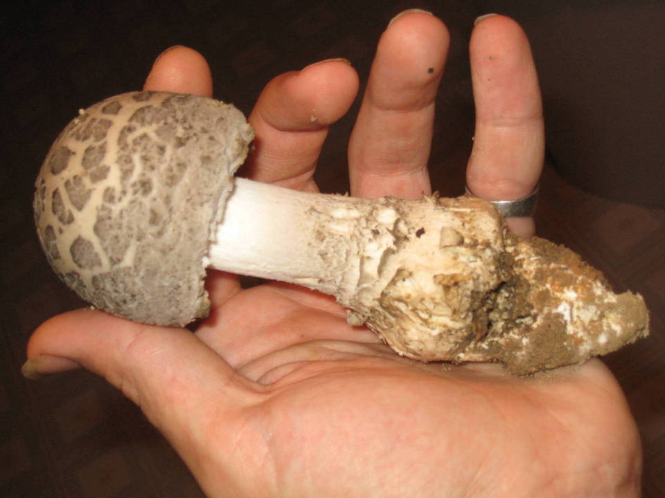 Amanita cinereopannosa image