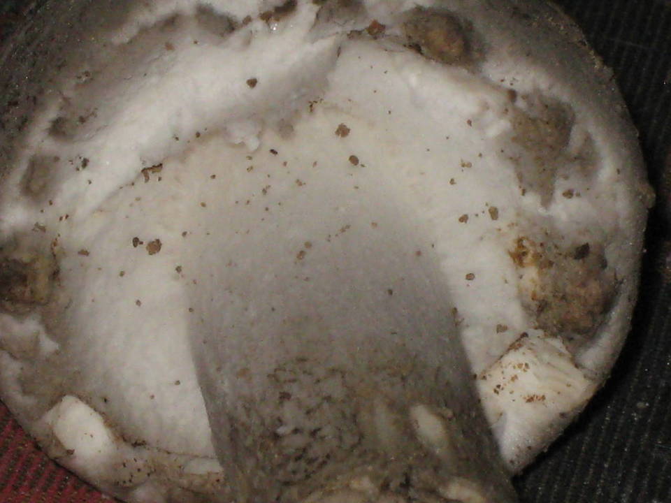 Amanita cinereopannosa image