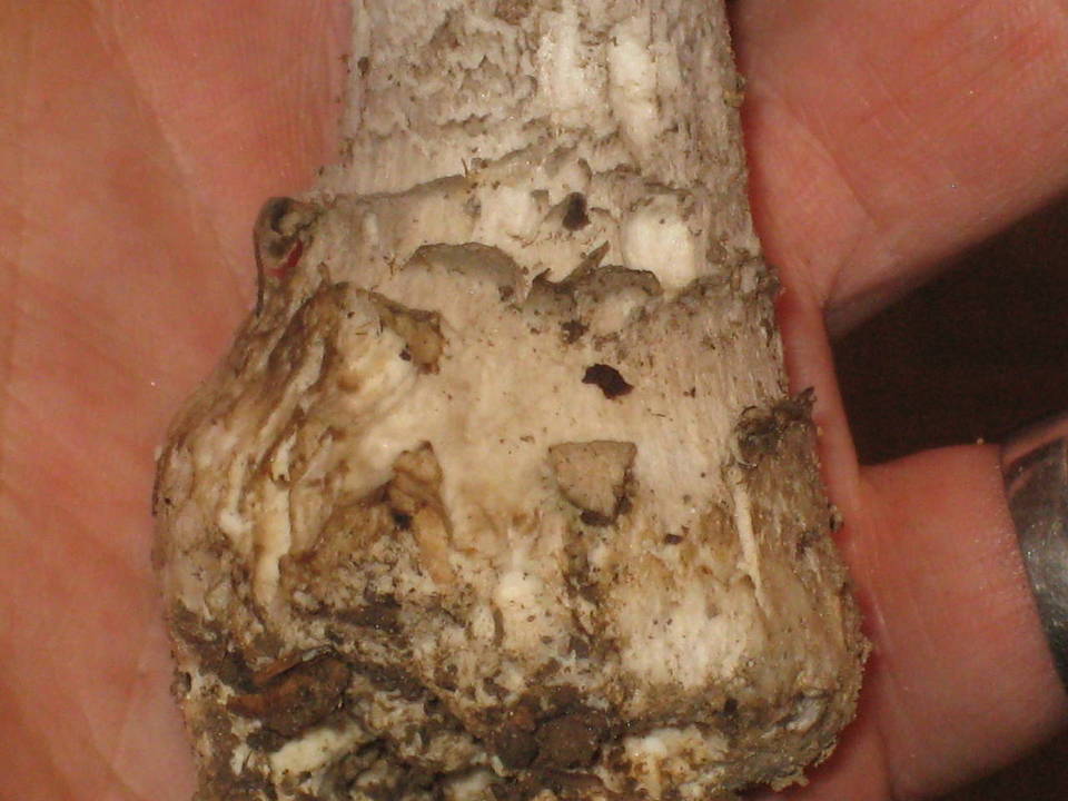 Amanita cinereopannosa image