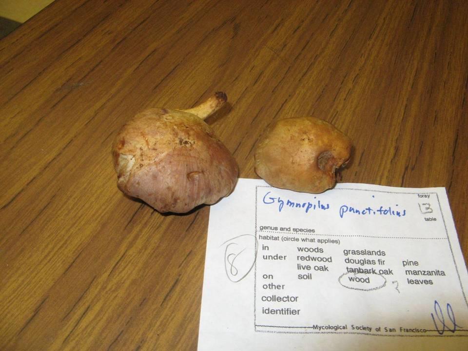 Gymnopilus punctifolius image
