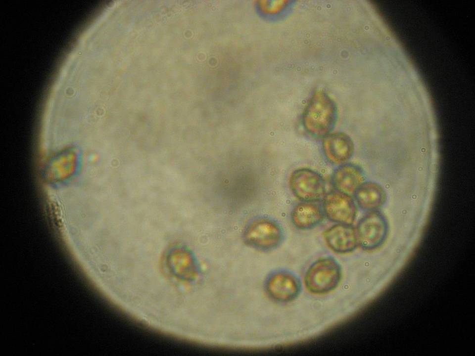 Gymnopilus punctifolius image