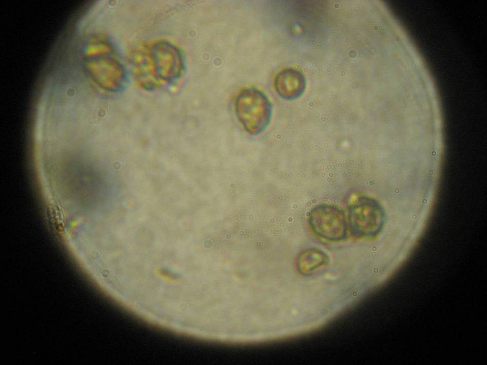 Gymnopilus punctifolius image