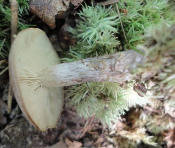 Lyophyllum transforme image