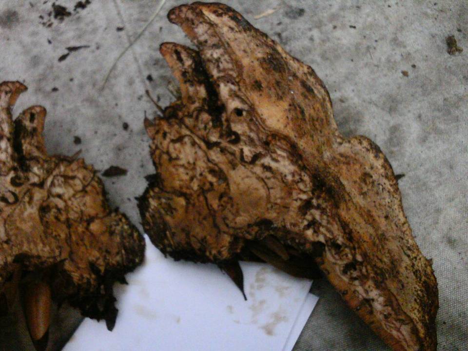 Laetiporus persicinus image