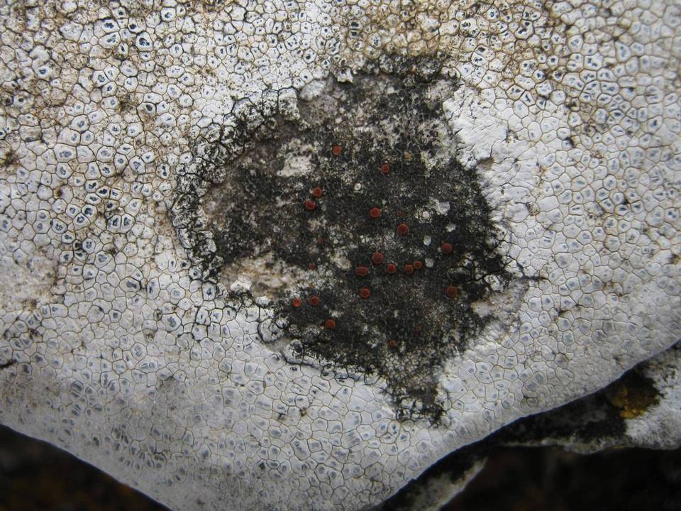 Caloplaca arenaria image