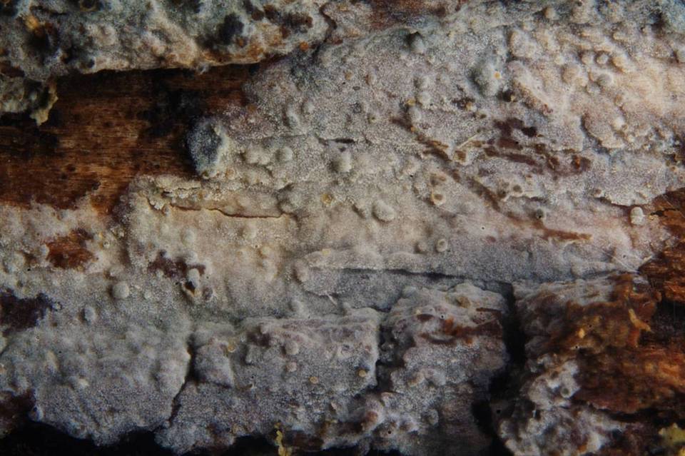 Cristinia helvetica image