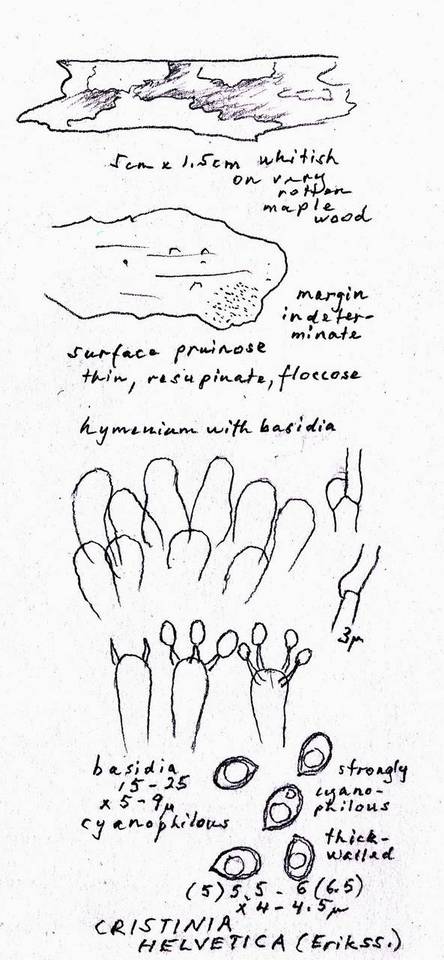 Cristinia helvetica image