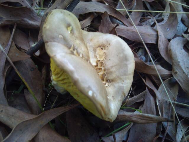 Phylloporus clelandii image
