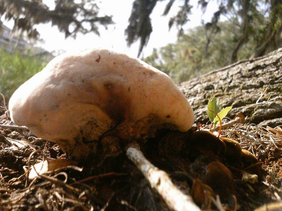 Laetiporus persicinus image