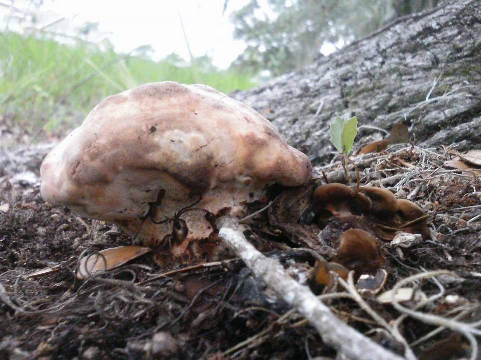 Laetiporus persicinus image