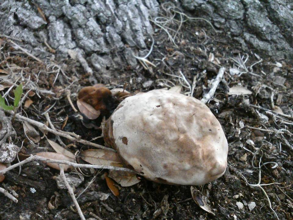 Laetiporus persicinus image