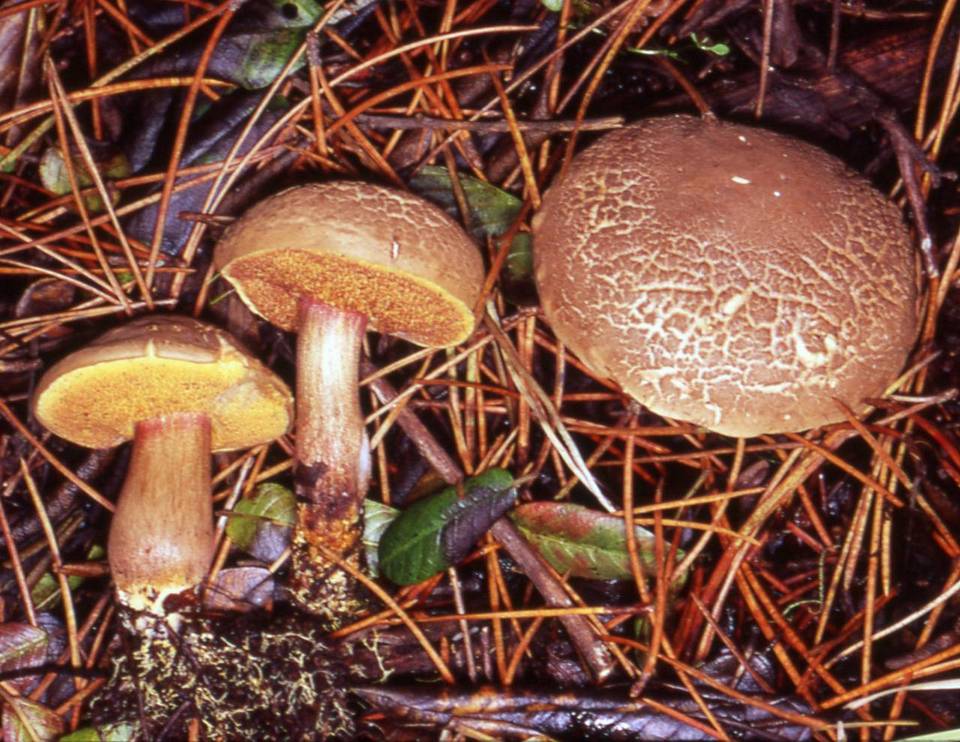 Boletus amylosporus image