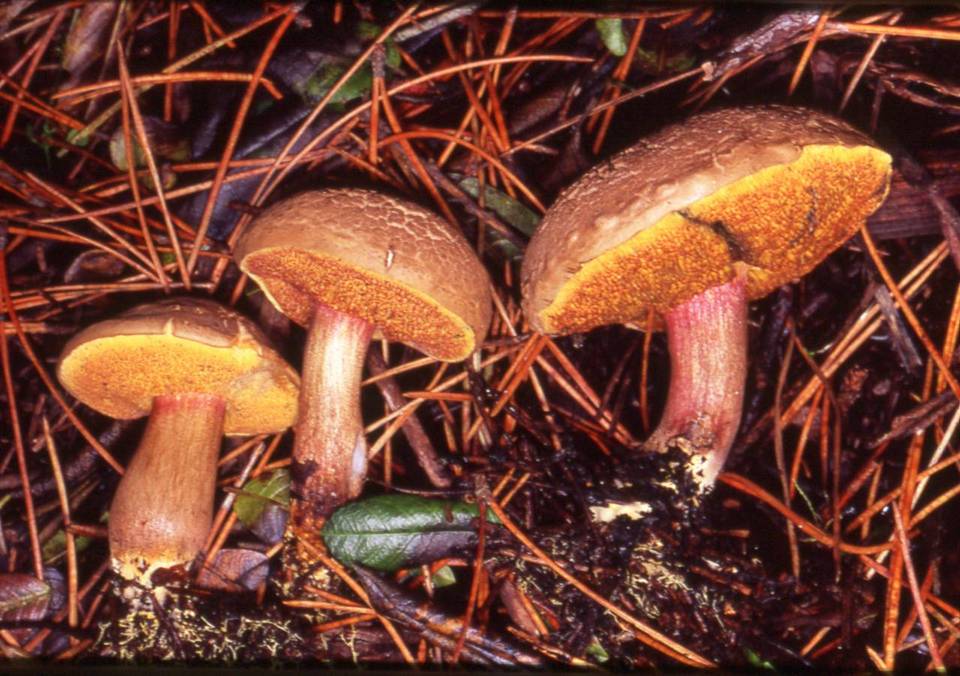 Boletus amylosporus image