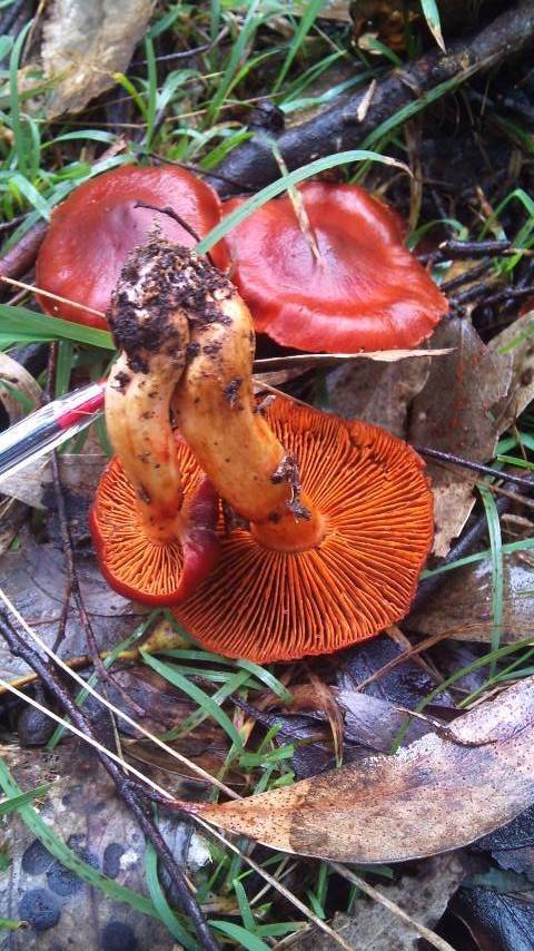 Dermocybe cramesina image