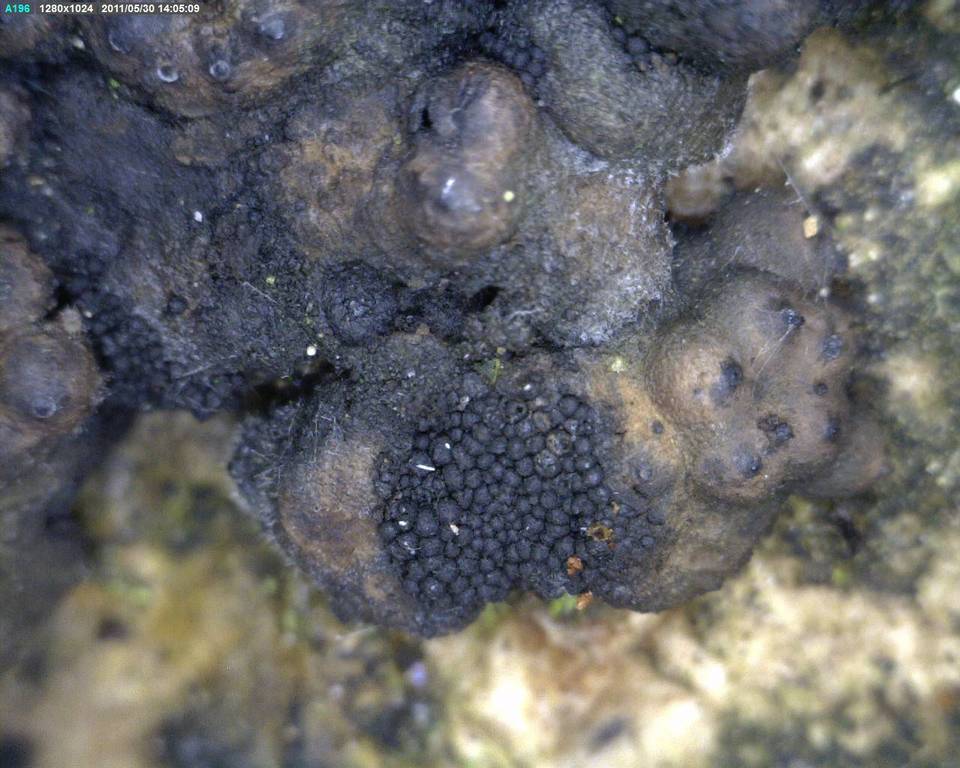 Nitschkia collapsa image